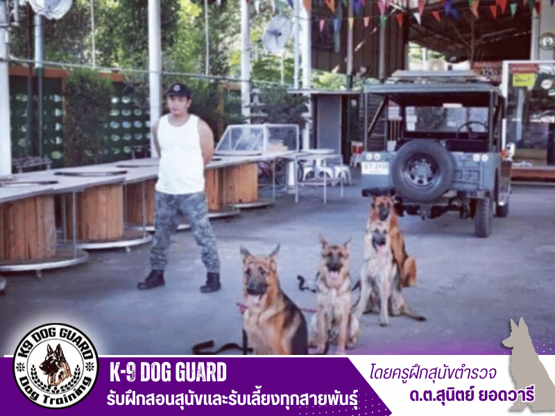 ศูนย์ฝึกสุนัขแบบ K9 dogguard รับฝึกสุนัขสายพันธุ์ใหญ่ (1)