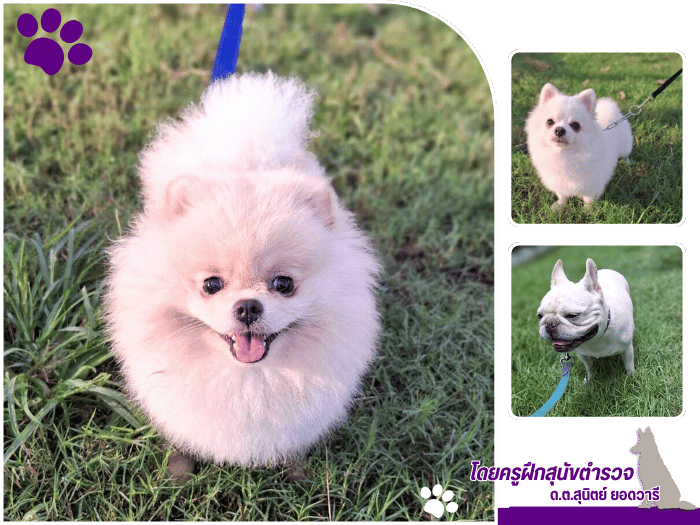 ศูนย์รับฝากเลี้ยงสุนัขใกล้ฉันในกรุงเทพ ศูนย์รับฝากเลี้ยงสุนัขใกล้ฉันในกรุงเทพ