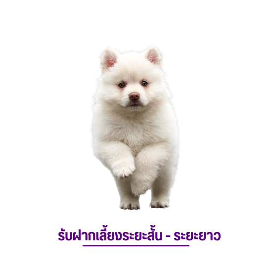 สุนัขได้รับการดูแลเป็นอย่างดี สุนัขได้รับการดูแลเป็นอย่างดี