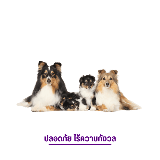 เจ้าของสบายใจไร้กังวล เจ้าของสบายใจไร้กังวล