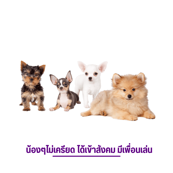 สร้างความสัมพันธ์ที่ดีกับสุนัข สร้างความสัมพันธ์ที่ดีกับสุนัข